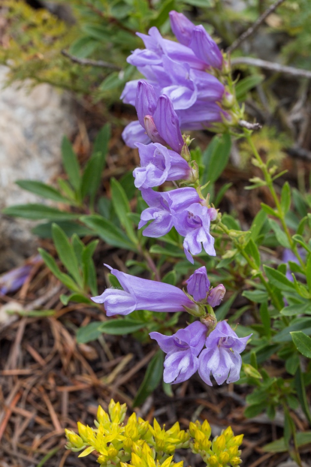 Penstemon fruticosus - native to the mountains of the Pacific Northwest. This individual was seen in Idaho.