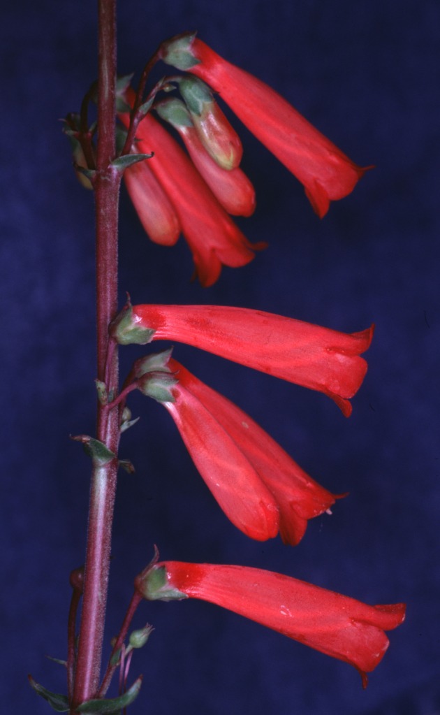 Hummingbird-pollinated penstemons are red and have long, narrow corollas.
