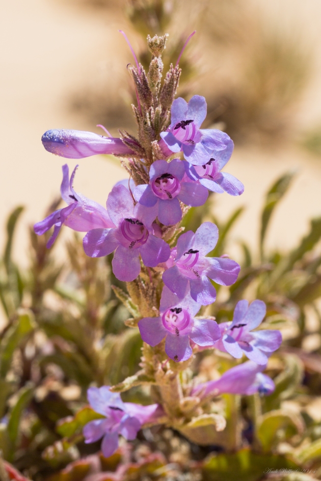 Penstemon ammophilus - This is the only species of Penstemon I know of that has purple hairs on the staminode. It looks like runway landing lights....